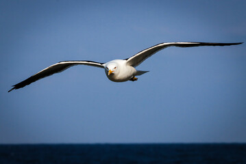Rio de Janeiro, RJ, Brazil, 07/23/2025 - Great black-backed gull, Larus marinus, flies over Grumari...