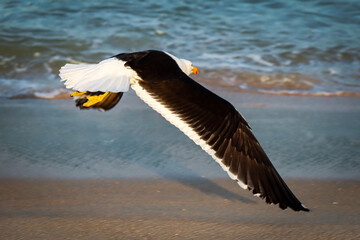 Rio de Janeiro, RJ, Brazil, 07/23/2025 - Great black-backed gull, Larus marinus, flies over Grumari...