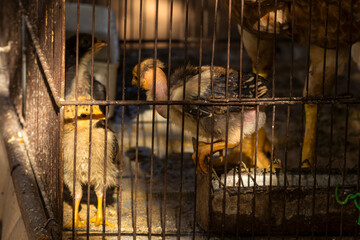 Chicks in a cage, depicting the confined space of poultry. Raises questions about the living...