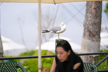 At a seaside cafe terrace, a Korean man and woman in their late 50s enjoy afternoon coffee and cake...