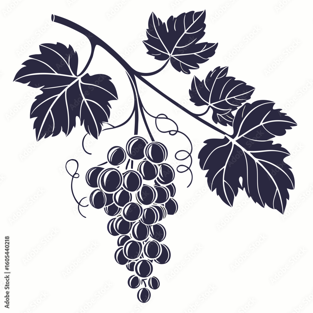 Poster illustration of a grape vine with a bunch of grapes hanging from a branch with leaves and tendrils c