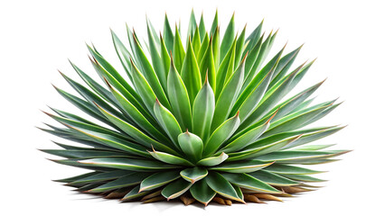 Fototapeta premium agave bush isolated on white background, png, ai generated.