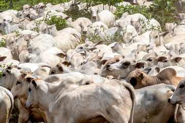 Fototapeta premium Herd of Nelore cattle grazing in a pasture on the brazilian ranch