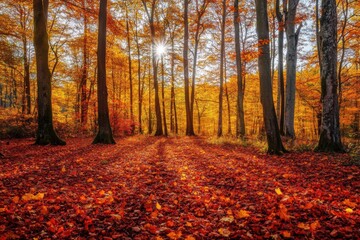 Fototapeta premium Colorful fall leaves on forest pathway
