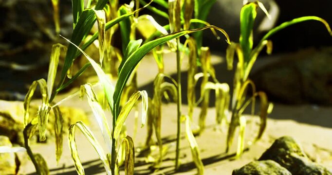 Corn plants exhibit yellowing leaves and withered stems in a dry agricultural field under bright sunlight. Signs of drought stress highlight the need for water and care.