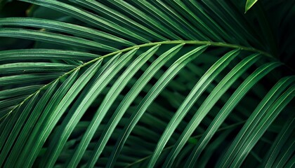 green tropical plant close up abstract natural floral background selective focus macro flowing lines of leaves banner