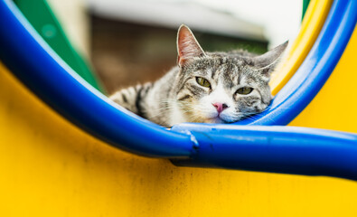 A striped cat lounges comfortably on a vibrant playground slide under a clear sky The animal...