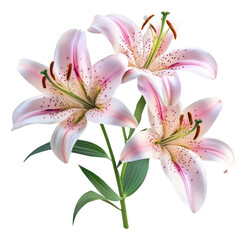 Naklejka premium PNG Real Lily flowers lilies lily arrangement.
