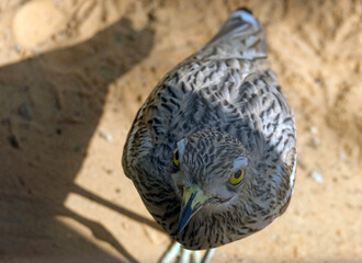 Eurasian thick-knee or simply stone-curlew (lat.- Burhinus oedicnemus)