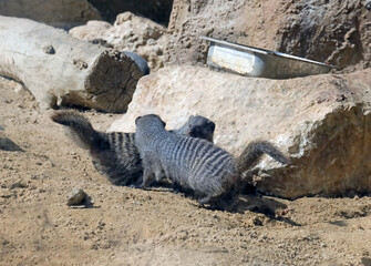 Two banded mongoose (lat.- Mungos mungo)