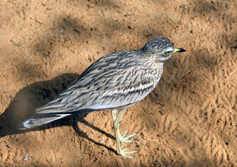 Eurasian thick-knee or simply stone-curlew (lat.- Burhinus oedicnemus)