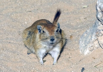 Fat sand rat (lat.- Psammomys obesus)