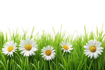 green grass and daisies border isolated on white background, png, ai generated.