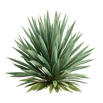 Fototapeta Yucca Plant with Sharp Sword-Like Green Leaves, Full Rosette Shape, Isolated on Transparent Background