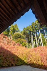 呑山観音寺の紅葉（福岡県篠栗町）