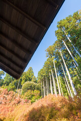 呑山観音寺の紅葉（福岡県篠栗町）
