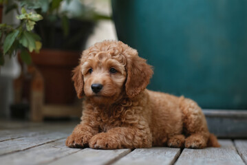 Fototapeta premium Adorable apricot miniature poodle puppy rests on wooden planks. This young, fluffy dog with curly golden hair looks forward attentively. Soft natural background with plants and teal wall.