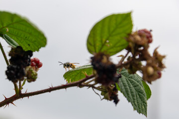 A wasp on a bramble leaf with brambles that have been eaten by the wasp. Light blurred background and copy space.