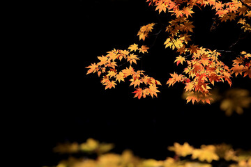 어두운 배경에 아름다운 단풍들