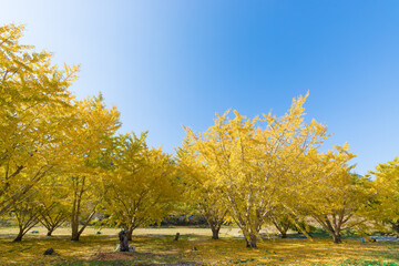 Fototapeta premium 青空とイチョウ並木（大分県日田市）