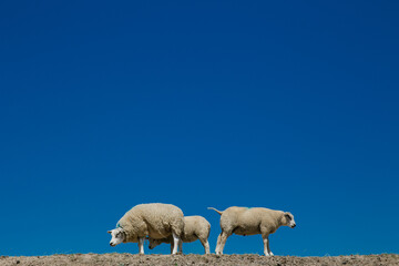 Three Sheep Standing in Pasture with Bright Blue Sky Background