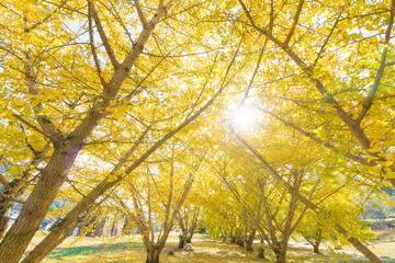 青空とイチョウ並木（大分県日田市）