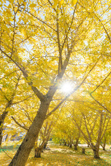 Obraz premium 青空とイチョウ並木（大分県日田市）