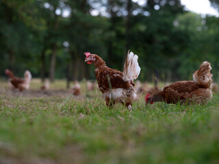Free Range Chickens