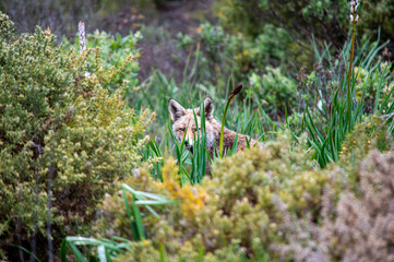 A fox roams through the serene pine forest of Sierra de las Nieves National Park, nestled in the heart of Andalusia, Spain