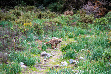 A fox roams through the serene pine forest of Sierra de las Nieves National Park, nestled in the heart of Andalusia, Spain