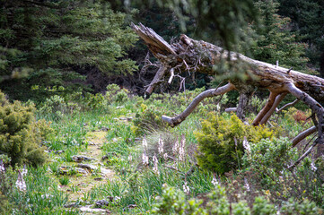 Panoramic view on Yunquera and surrunding pine forest from Puerto Saucillo viewpoint, Sierra de las Nieves national park, Andalusia, Spain