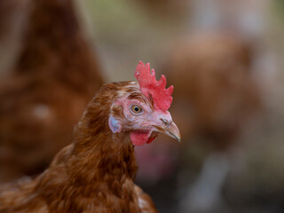 Chicken Profile View