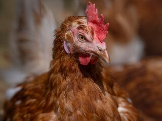 Chicken With Open Beak