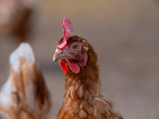 Brown Hen Close-up