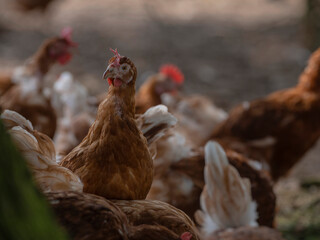 Barnyard Chicken Group