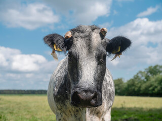 Cow Face Portrait