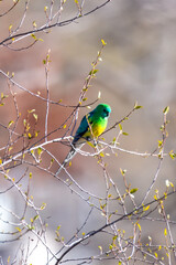 Red-rumped Parrots in the tree