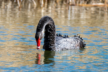 Fototapeta premium A beautiful black swan in the water at the wetlands