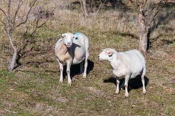 Sheep on the farm - pregnant dorper ewes