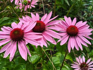 Obraz premium Purple echinacea flowers in full bloom on a lush green background with vibrant colors