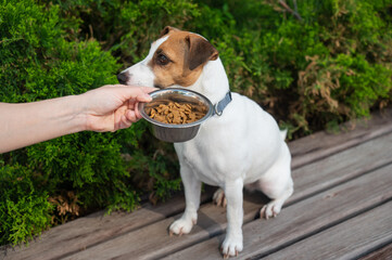 Sad dog turns away from food bowl. No appetite. 