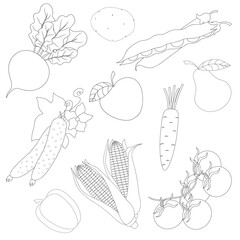 Set of fresh fruits and vegetables from the garden. Black and white vector illustration for children's coloring book, worksheet, print. Agricultural products.