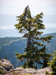 Tall Evergreen Tree Overlooking Mountainous Landscape in North Vancouver, BC, Canada