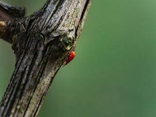 Red Vineyard Pest