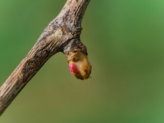 Grapevine Bud Development