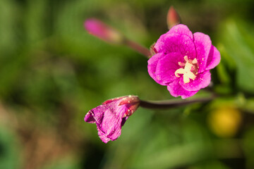 Macro photograph of a bright pink wildflower showing fine petal texture and central pollen details