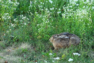 wild hare, brown rabbit, sitting hare, meadow, wildflowers, nature, green grass, summer field,...