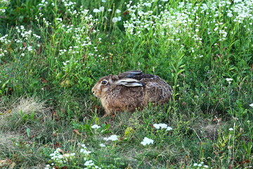 wild hare, brown rabbit, sitting hare, meadow, wildflowers, nature, green grass, summer field, wildlife, animal in the wild, ears up, alert rabbit, close-up, European hare, environment, outdoor, ecolo