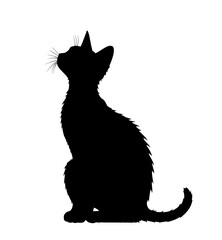 The Curious Cat