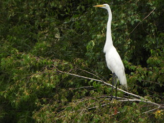 The Egret's Perch